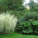 Arundo et gunnera